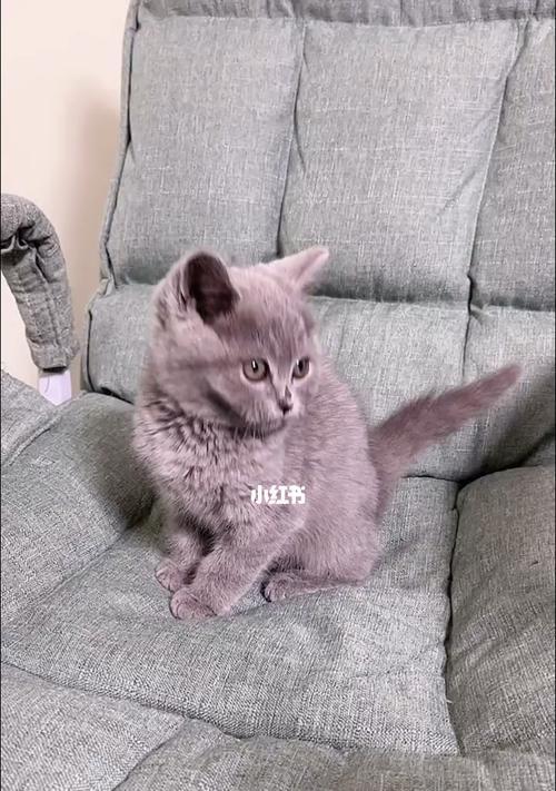 以刀圈蓝猫出装攻略（轻松解锁胜利，了解刀圈蓝猫的最佳出装策略）